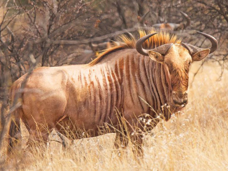 golden-wildebeest.jpg
