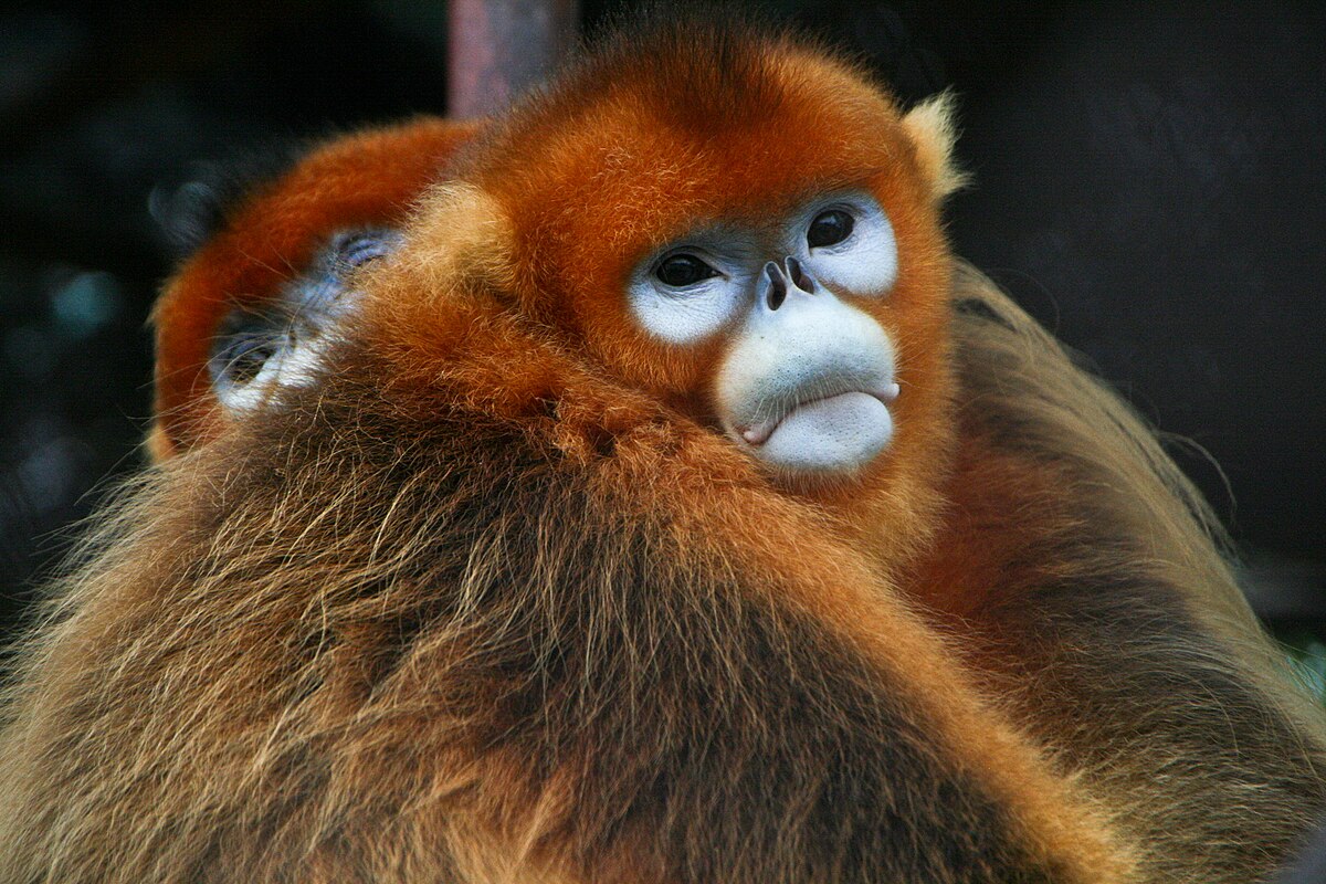 Golden_Snub-nosed_Monkeys.jpg