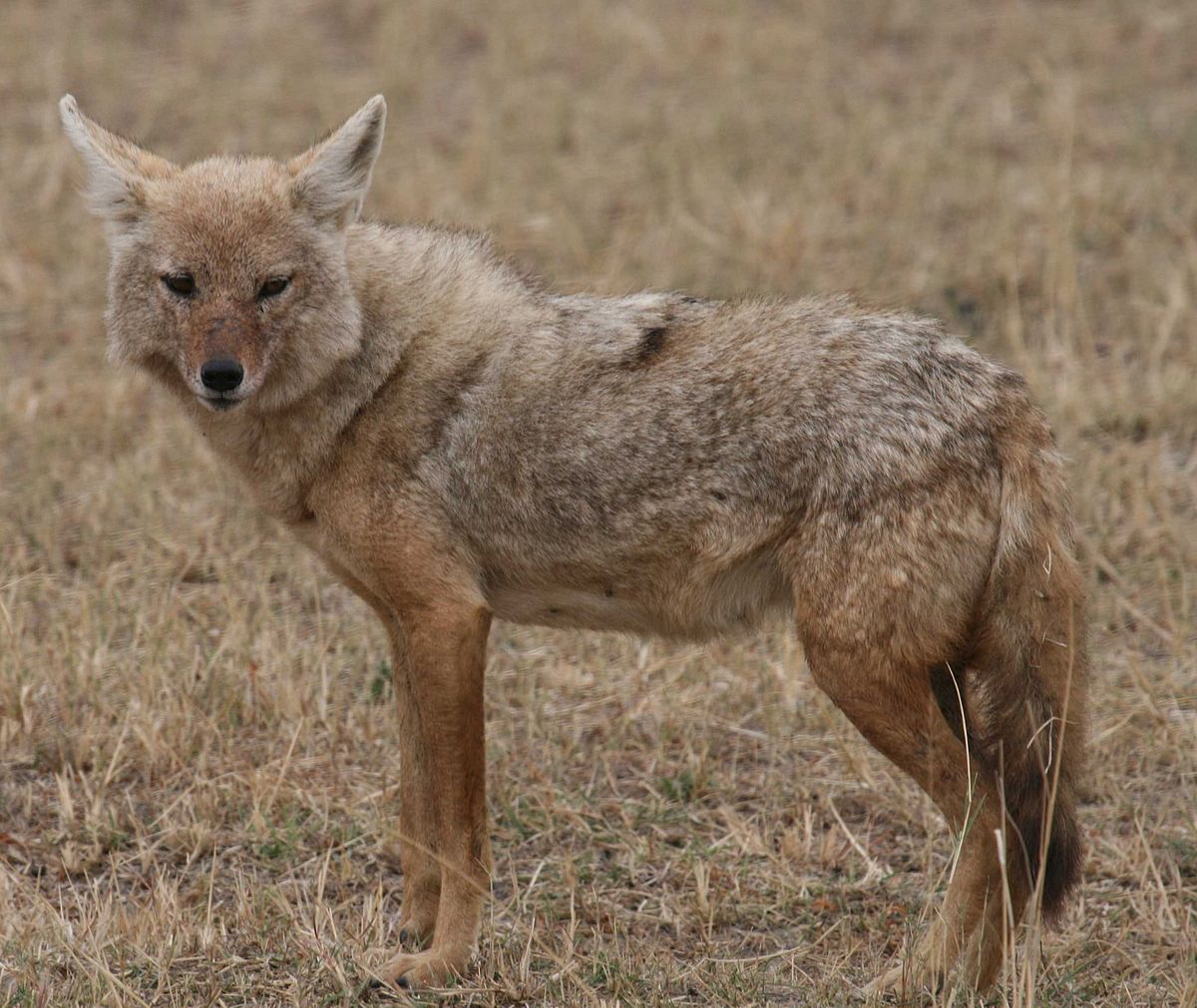 Golden_wolf_small.jpg