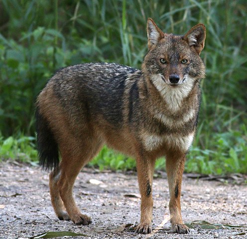 goldenjackal.jpg