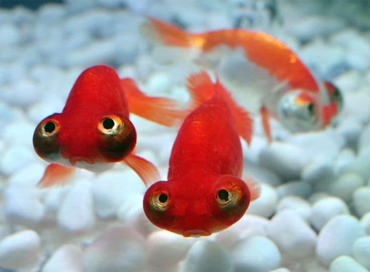 Goldfish-Celestial.jpg