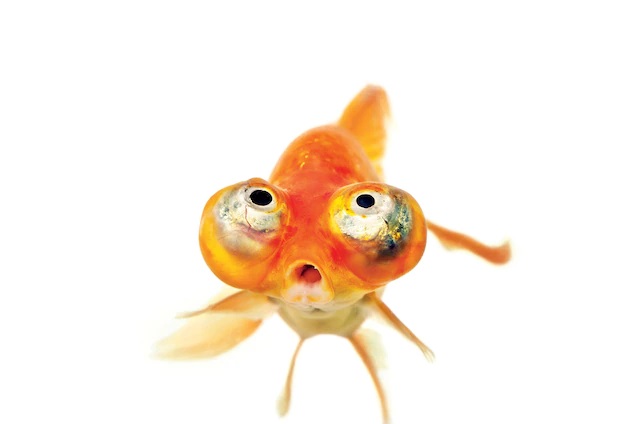 goldfish.jpg