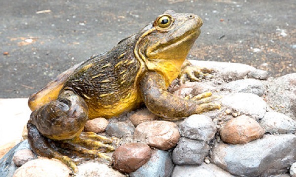 goliath-frog.jpg