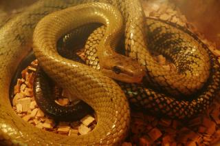 Gonyosoma jansenii.jpg