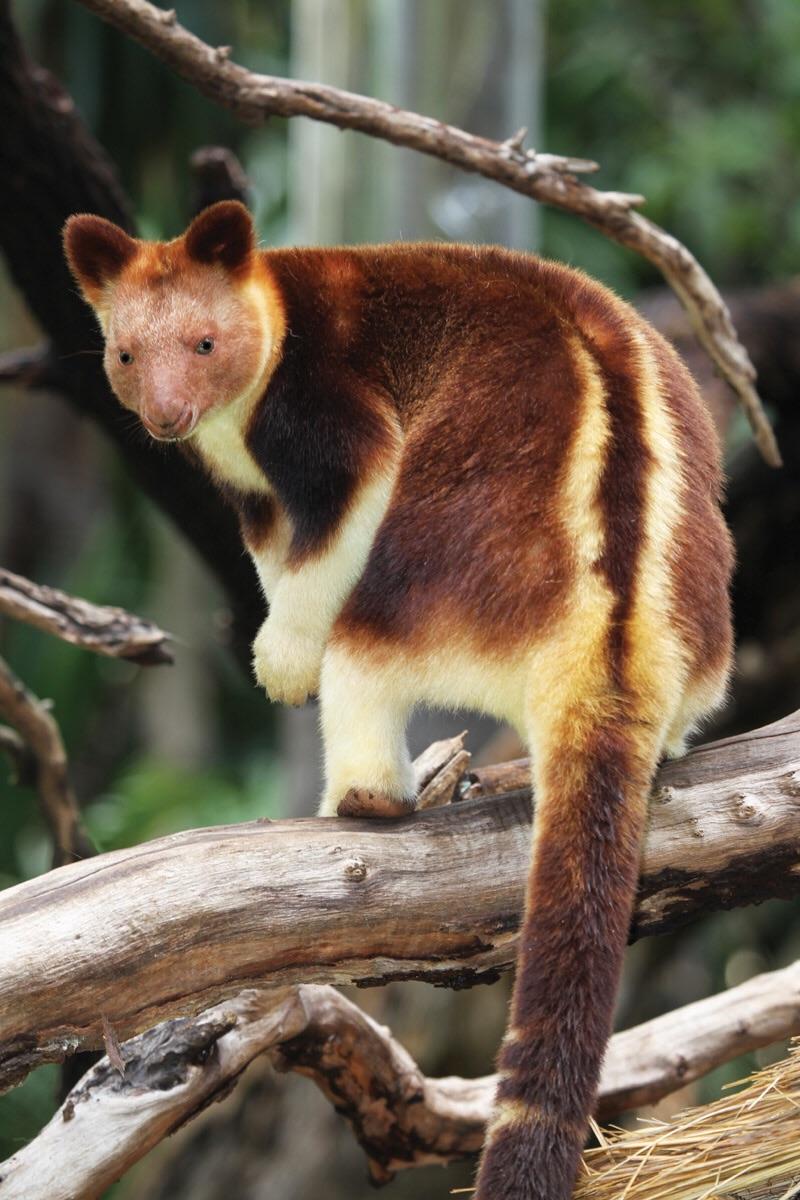 goodfellows tree kangaroo.jpg