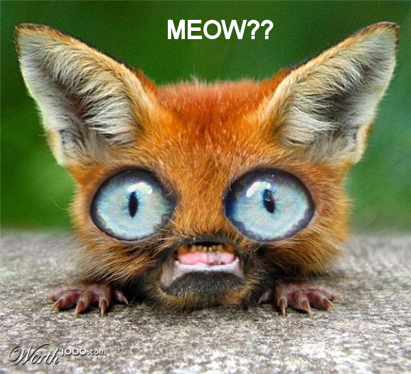 googlycat.jpg
