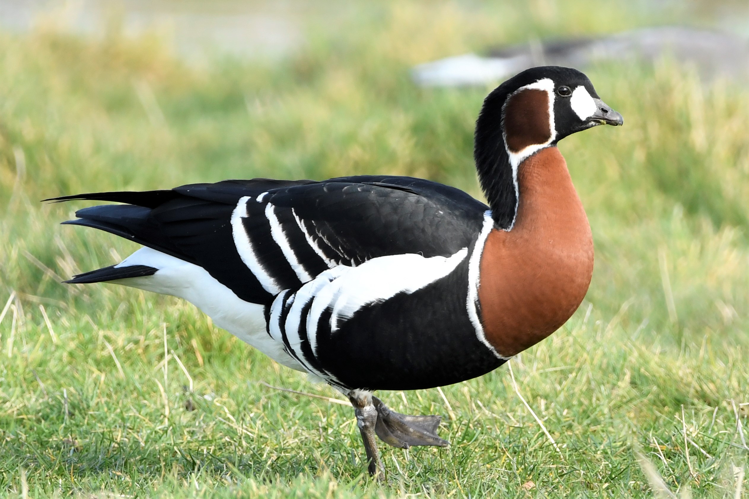 goose.jpg