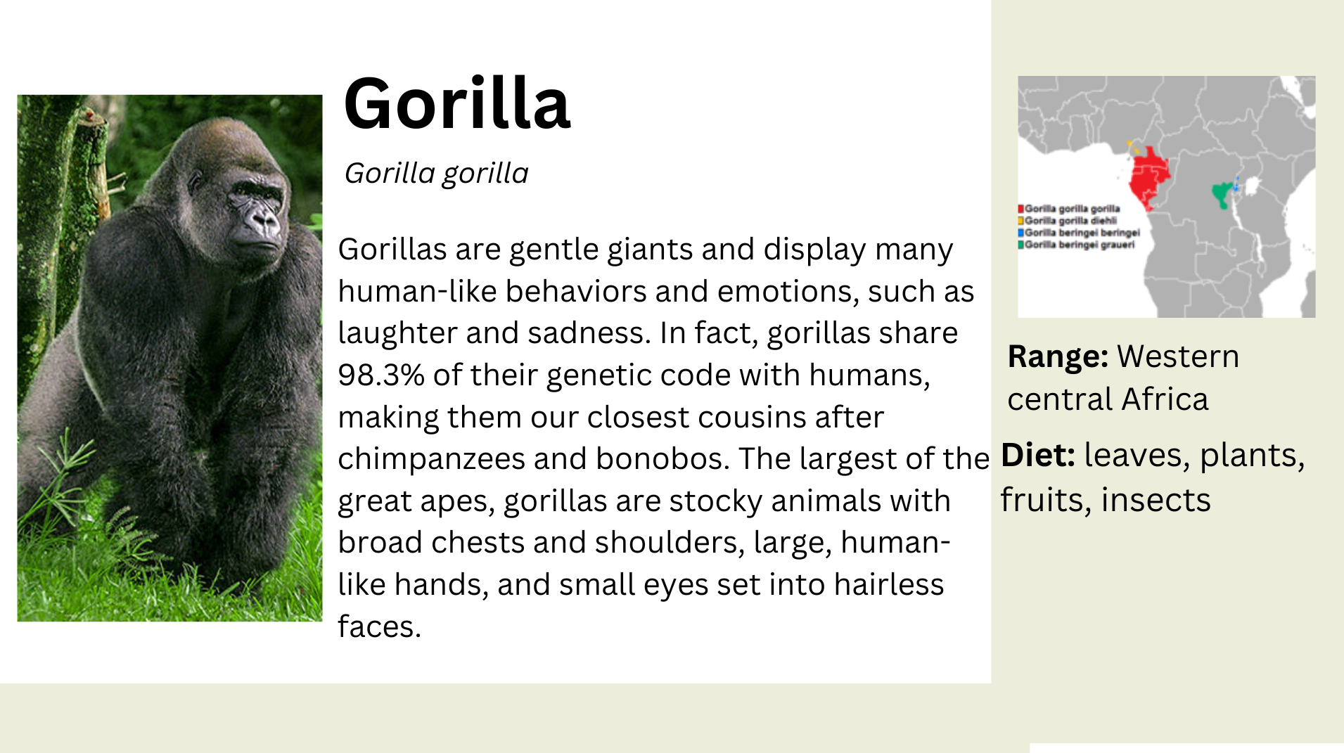 gorilla info.png