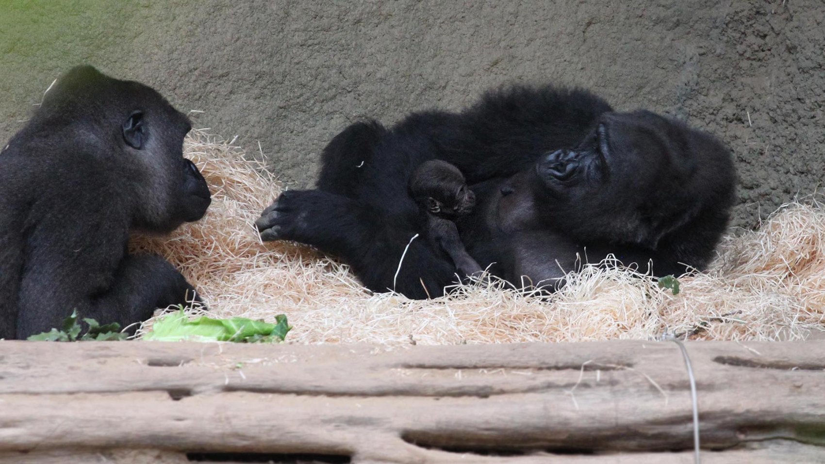 Gorilla_Nachwuchs_Yene_Foto_Carina_Braun-03-eb25cd48.jpg