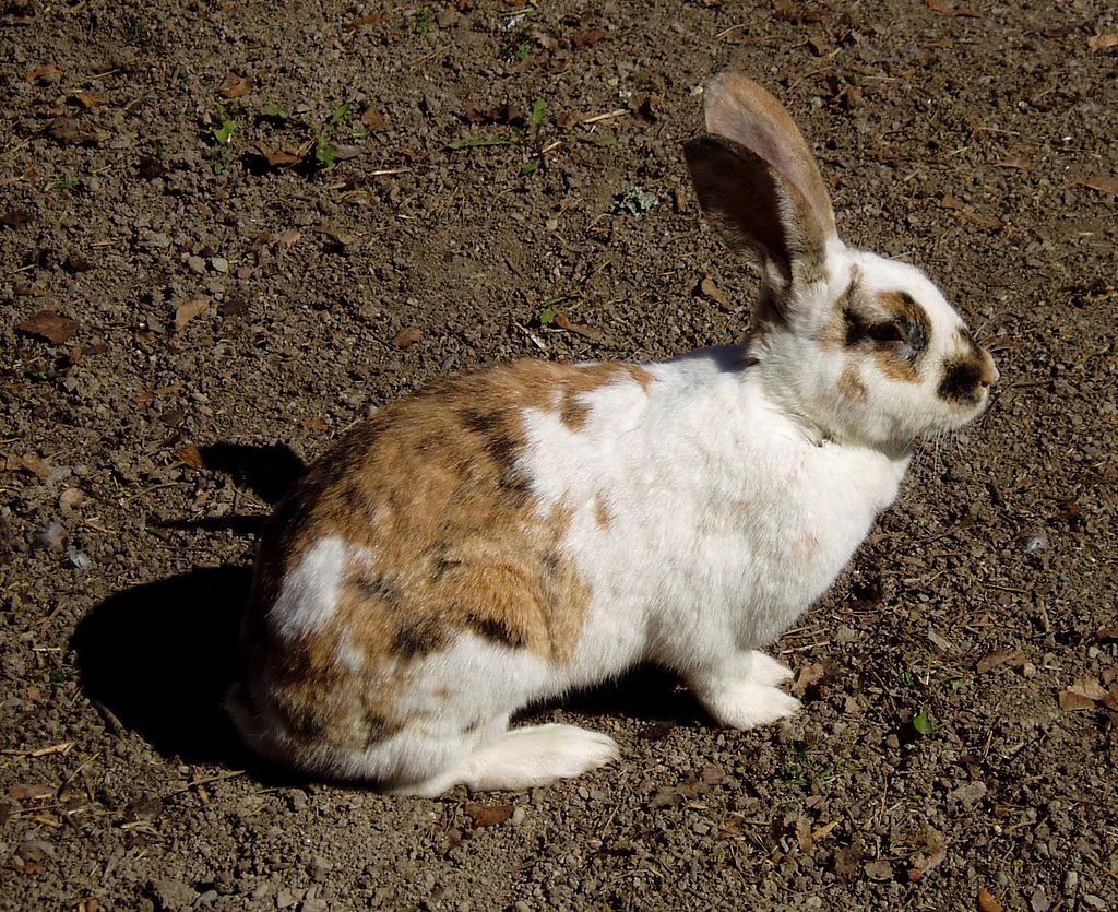 Gotland rabbit.jpg