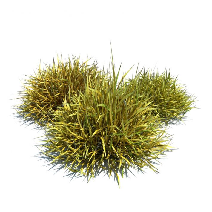 grass81.jpg