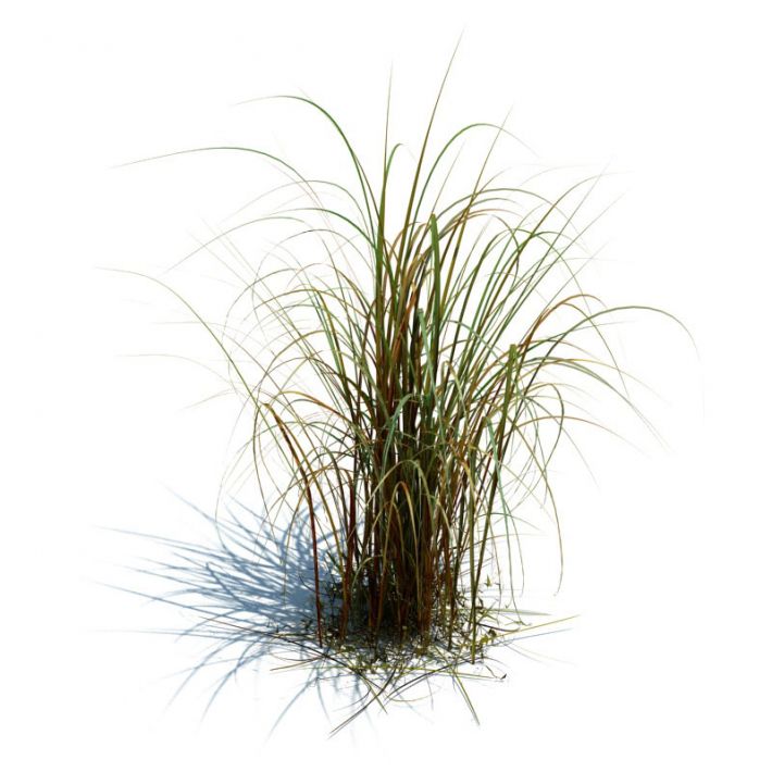 grass913.jpg