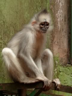 GrauerSumatra-Langur.jpg