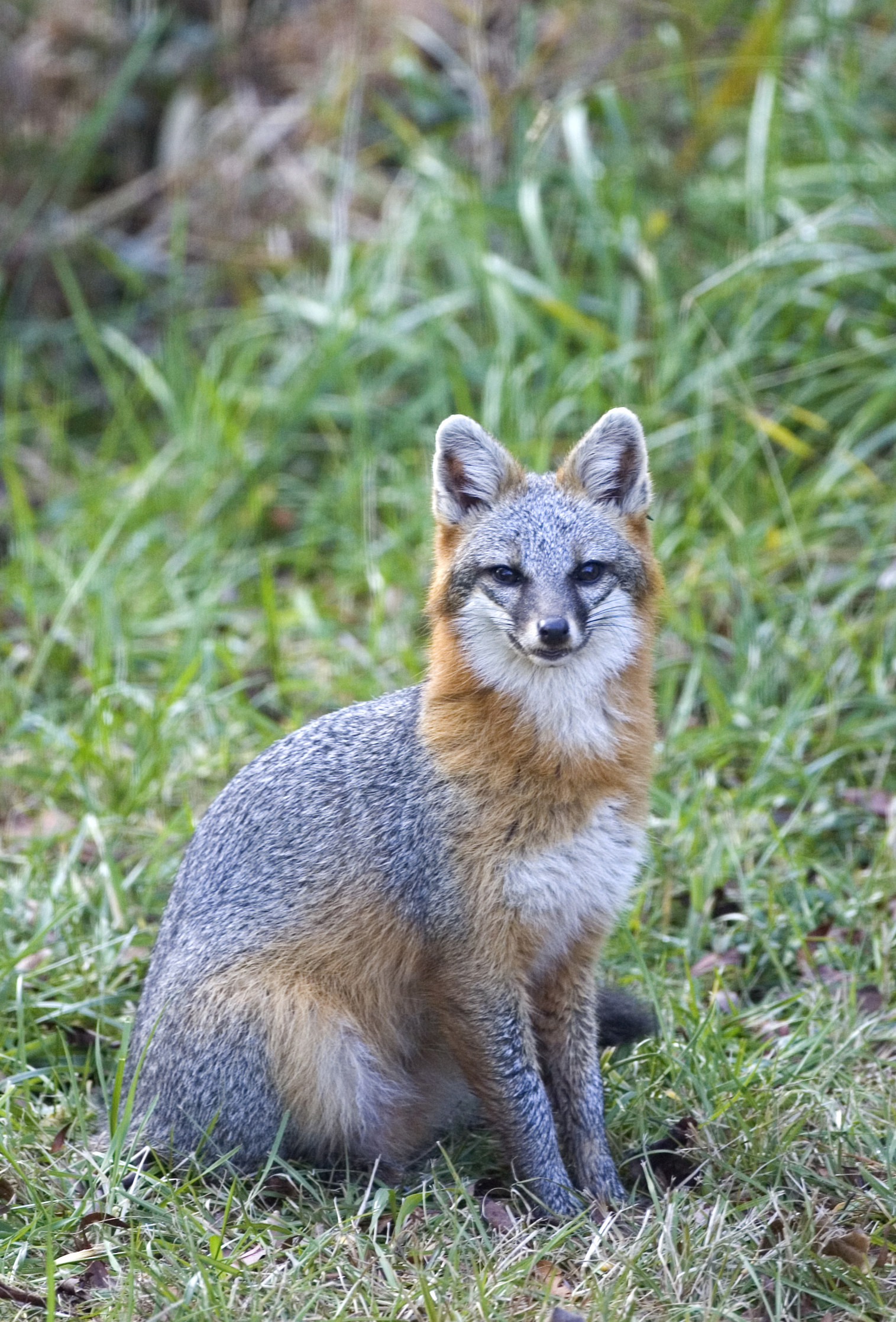 Gray-Fox-Mark-Buckler.jpg
