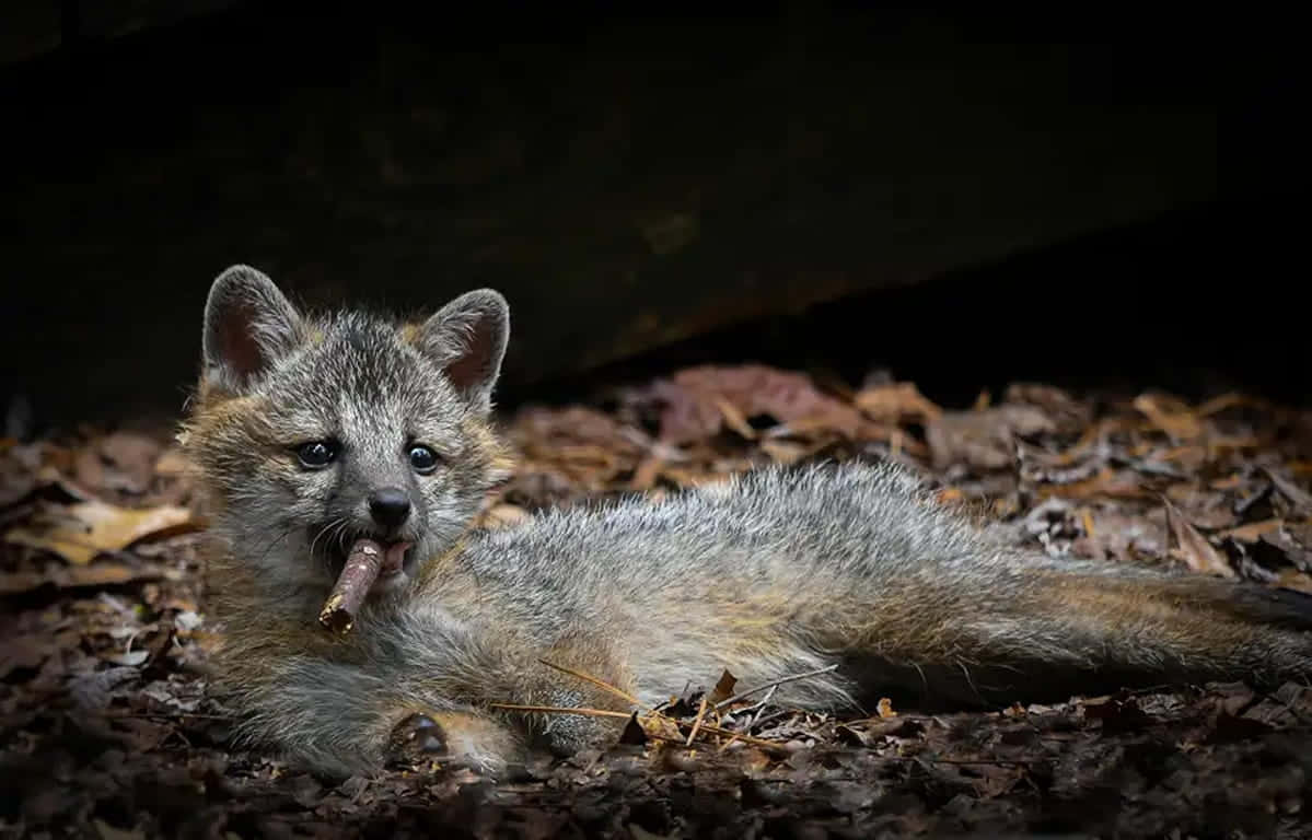 gray-fox-pup-chewing-stick-ryv94r6ic3satyj2.jpg