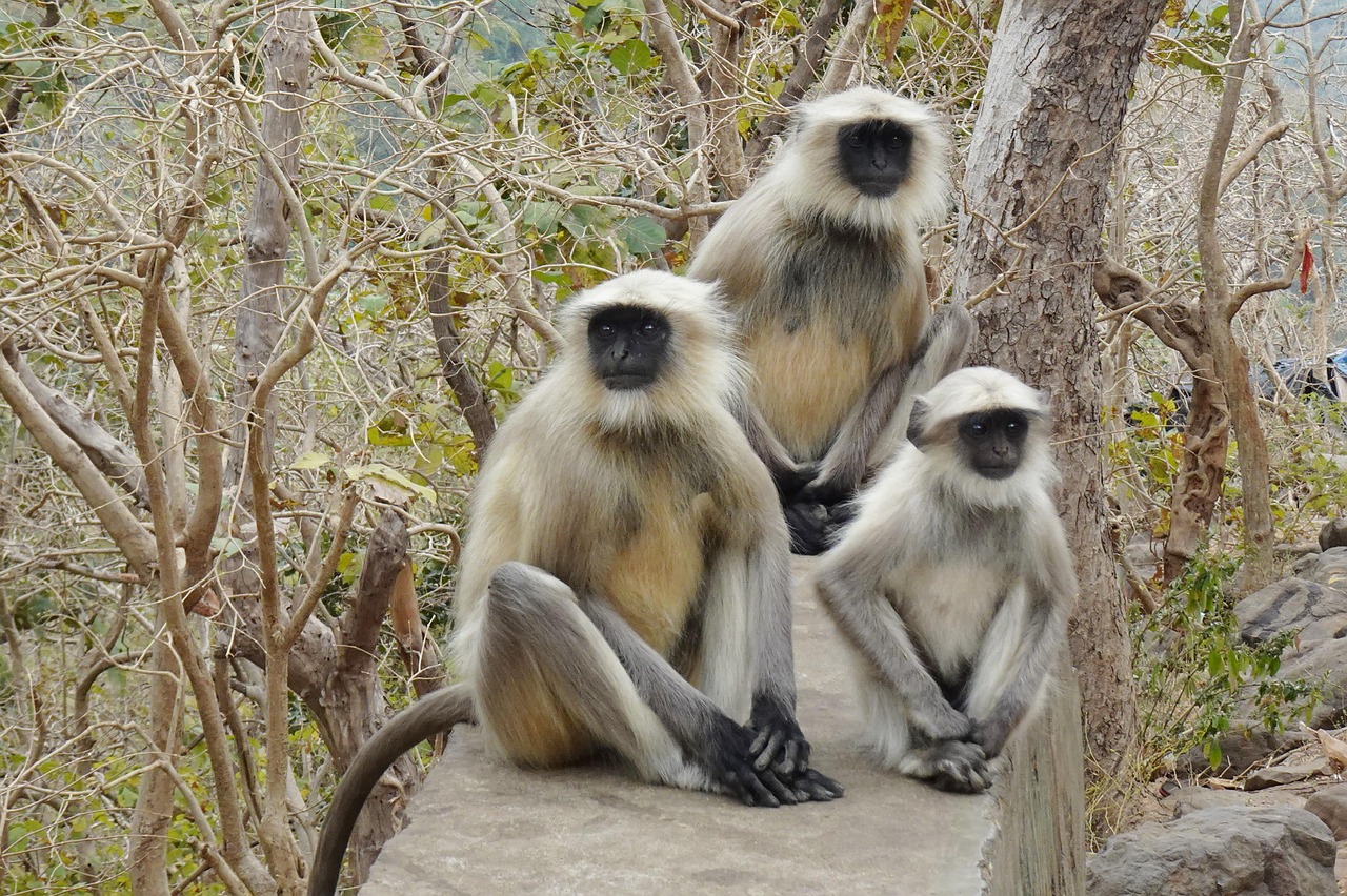 gray-langur-6926363_1280.jpg