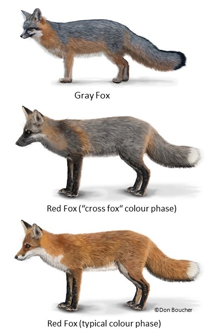 Gray_Fox3.jpg