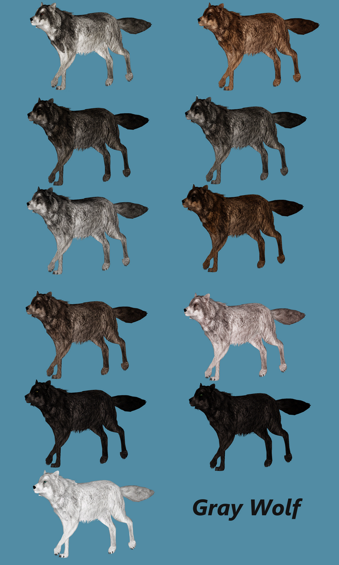 gray_wolf_by_ultamateterex2-d626d5i.png