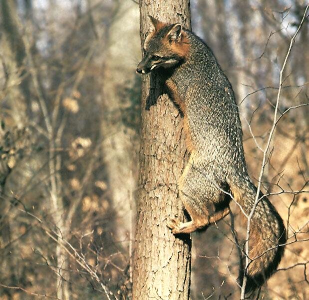 GrayFox-Climbing_up_tree.jpg