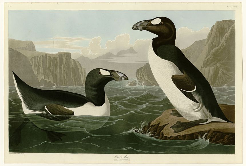 great-auks.jpg