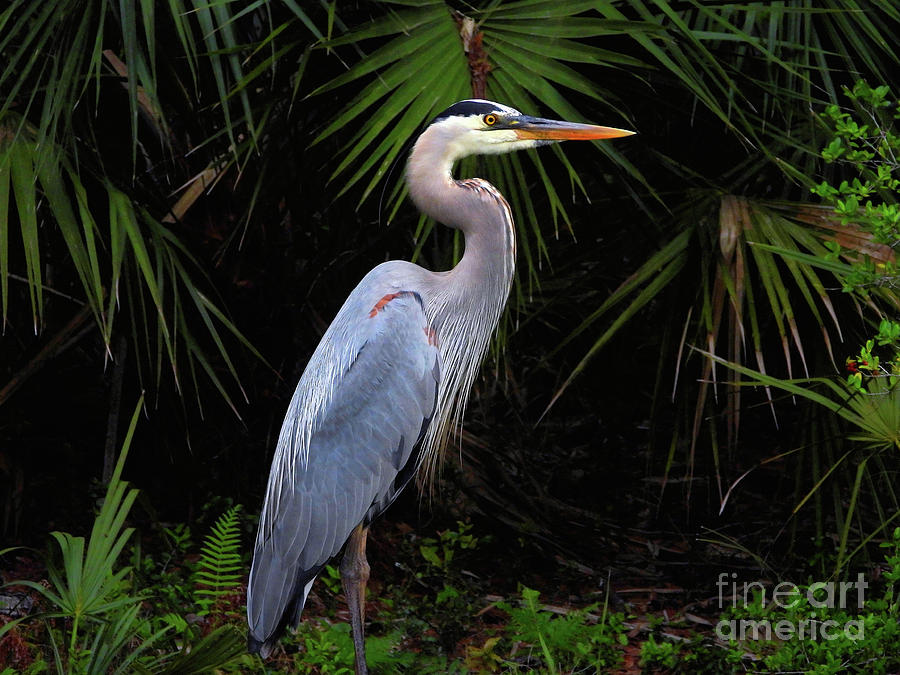 great blue heron.jpg