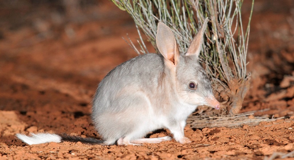 greater-bilby_wlawler.jpg