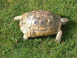 greek tortoise.jpg