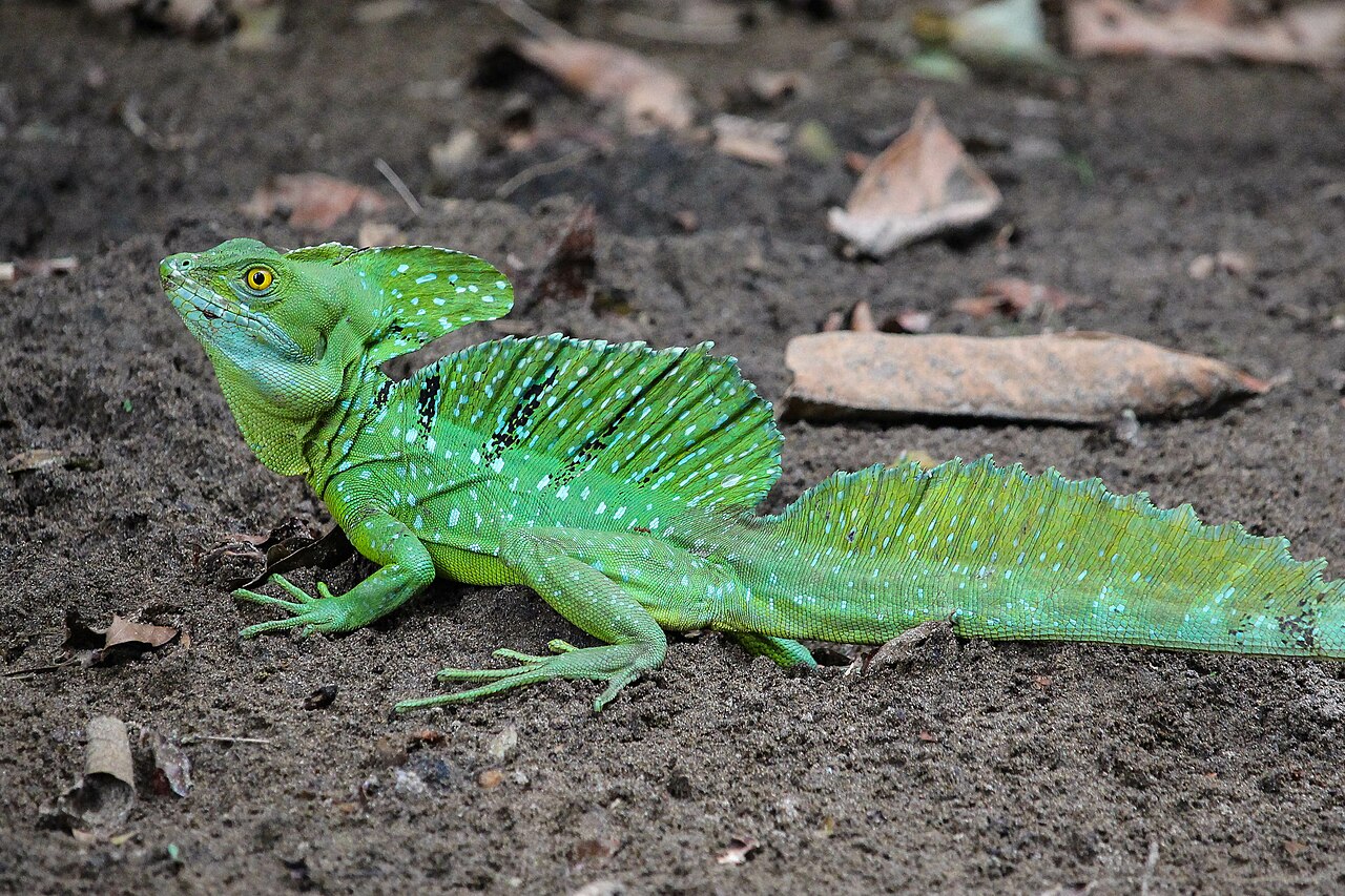Green_Basilisk,_Alajuela,_Costa_Rica.jpg
