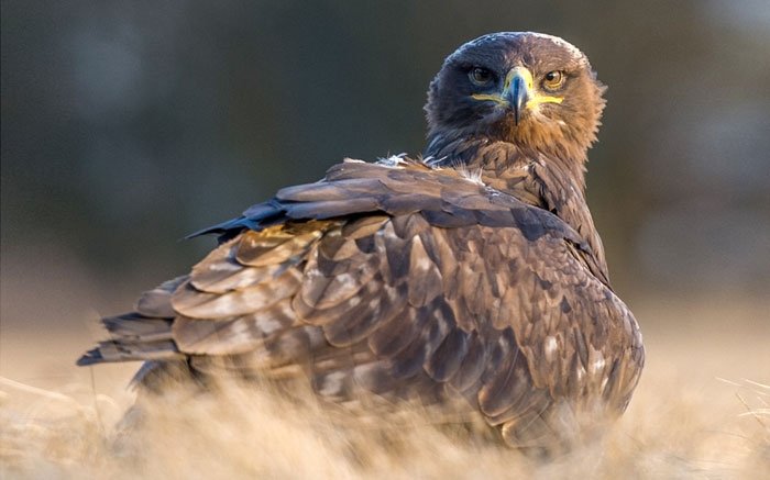 Greifvoegel-der-Schweiz-Steinadler-700.jpg