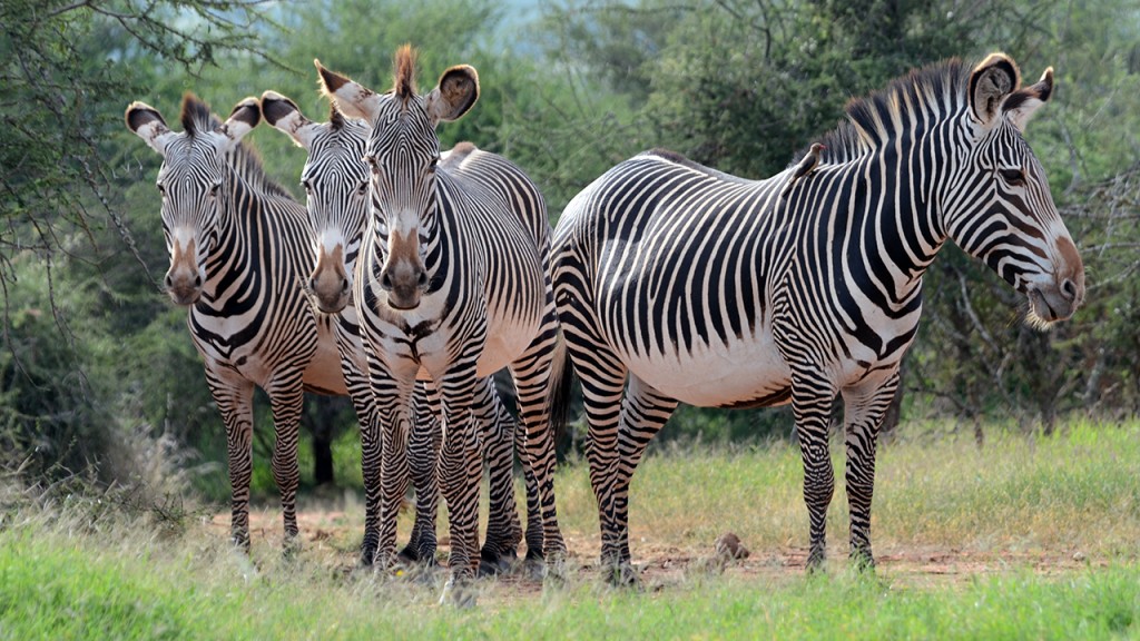 grevys-zebra_gallery_11-1024x576.jpg