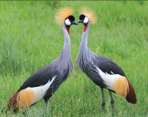 grey crowned crane 2.png