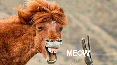 grincat.jpg