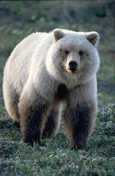 grizzly2.jpg