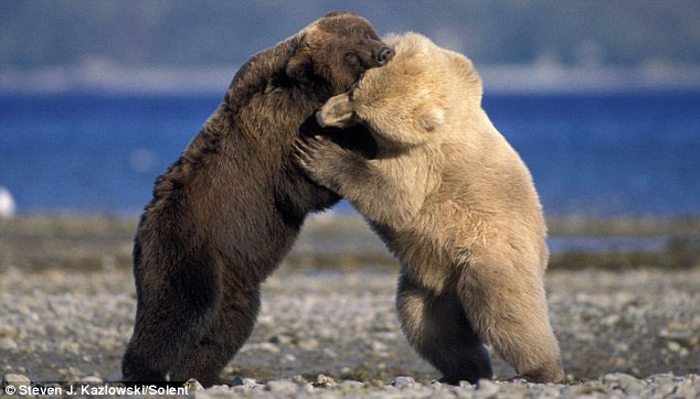 grizzly3.jpg