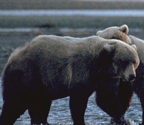 grizzly4.jpg