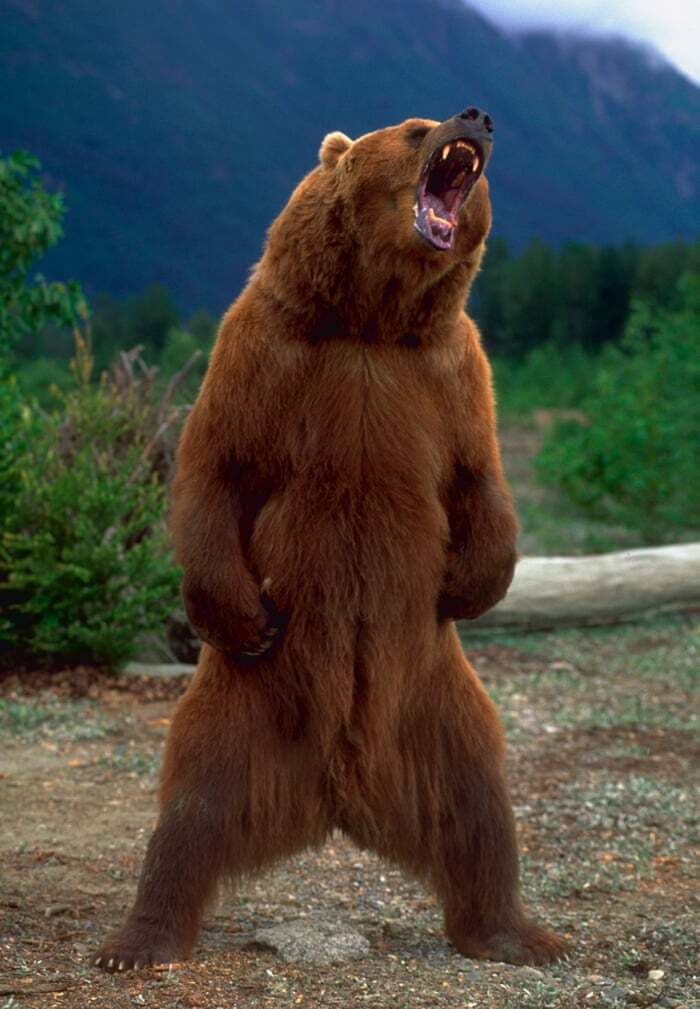 grizzly5.jpg