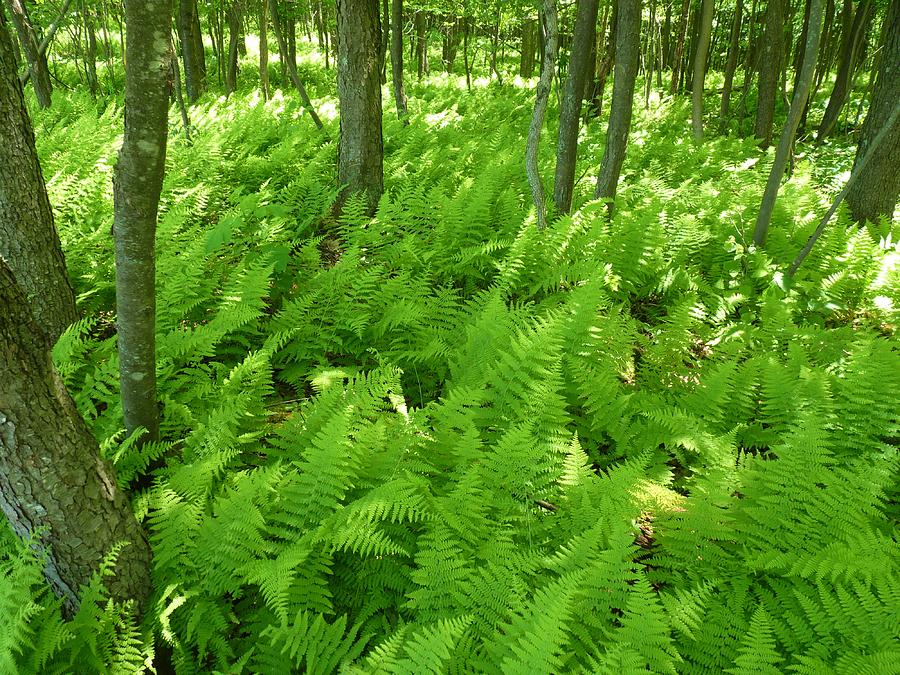 ground-cover-with-ferns-jeanette-oberholtzer.jpg