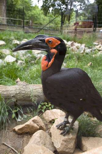 groundhornbill_ZA_9856-333x500.jpg