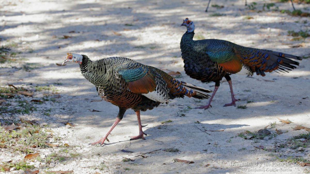 Guajalote-ocelado-Meleagris-ocellata-GT-3806.jpg