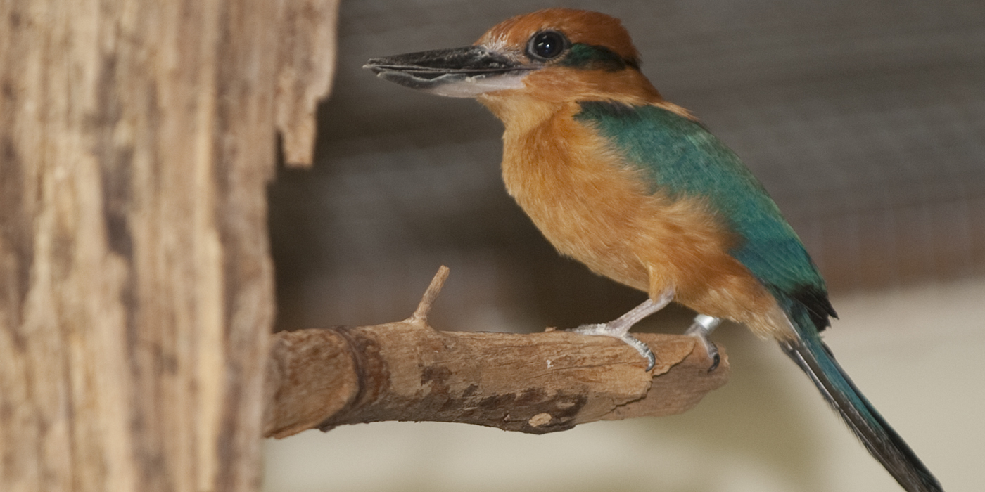 guam_kingfisher_-_1.jpg