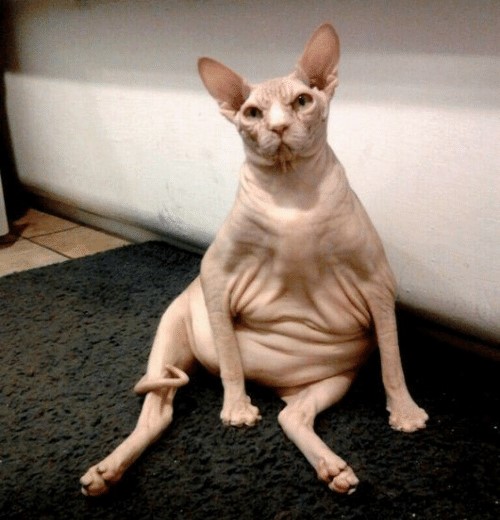 hairless-cat-meme-fresh-fat-bald-sphynx-cat-jobi-cat-49621982.jpg