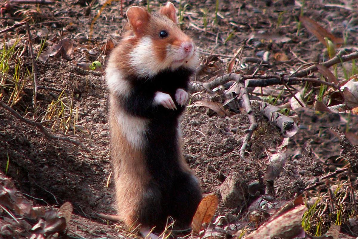 hamster-europeo_894_0_orig.jpg