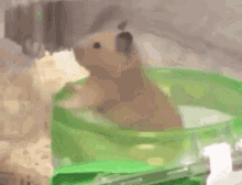 hamster-spinning.gif