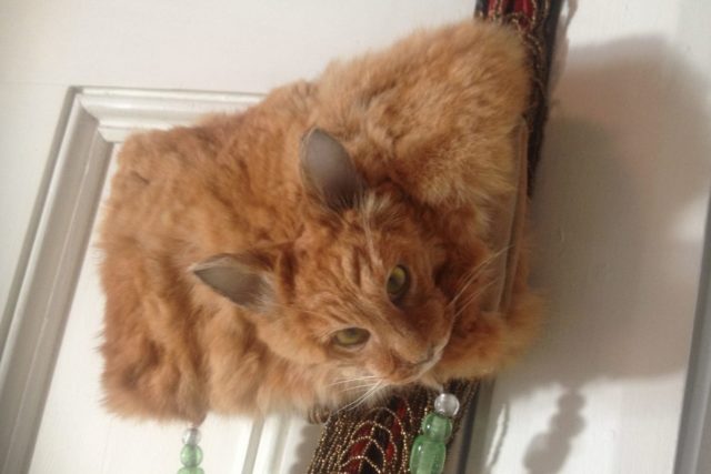 handbag-made-out-of-a-dead-ginger-cat-e1474459895346.jpg