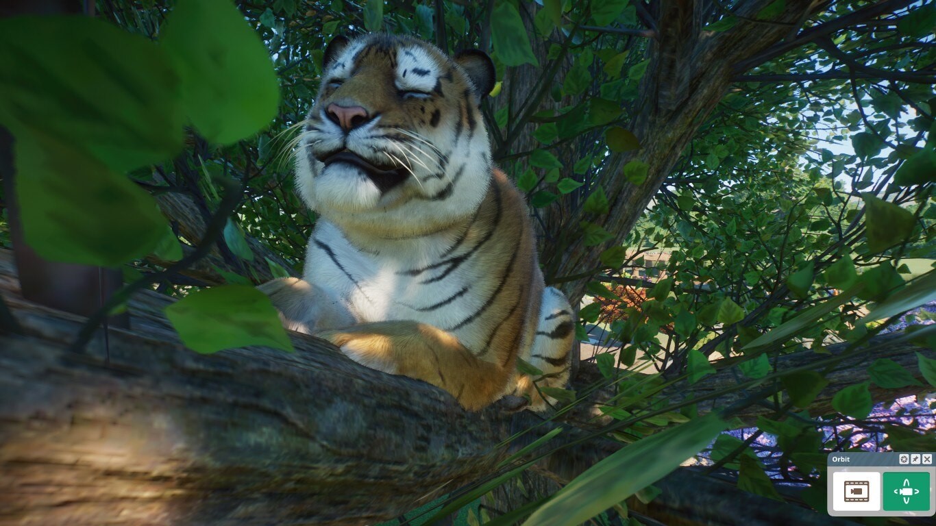 Happy tiger.jpg