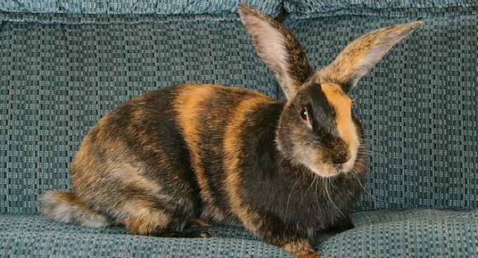 Harlequin rabbit 1.jpg