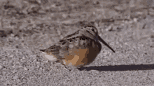 harry-brasier-bird.gif