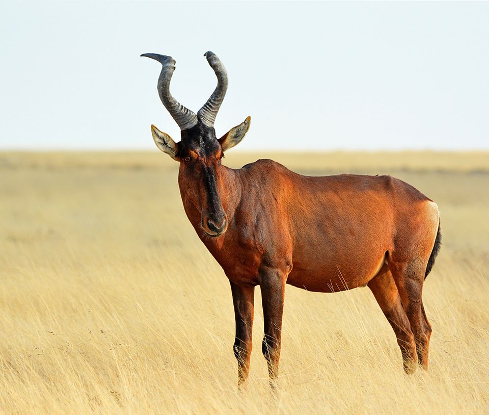 hartebeest.jpg