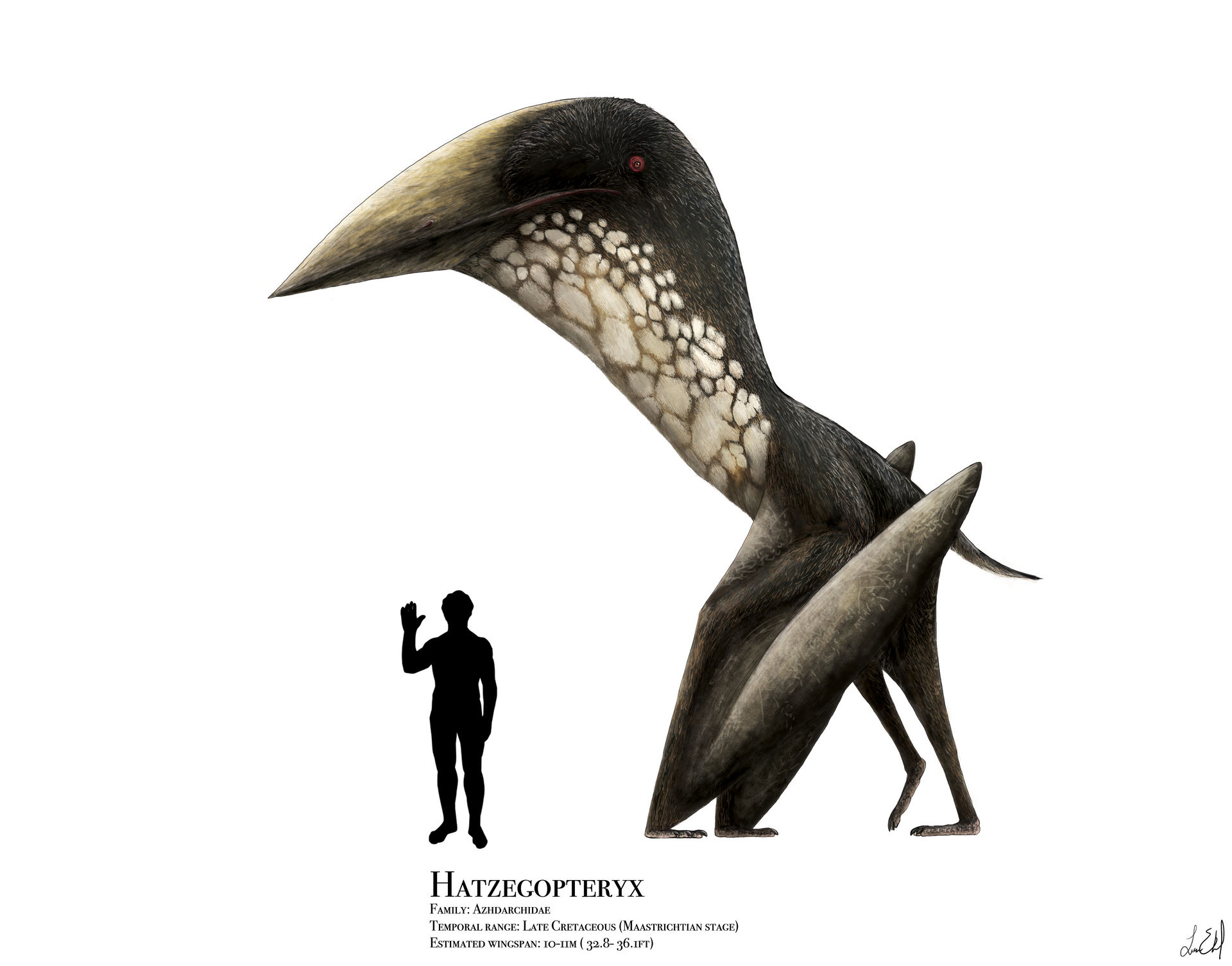 hatzegopteryx_by_prehistorybyliam_dcrnjlc-fullview.jpg