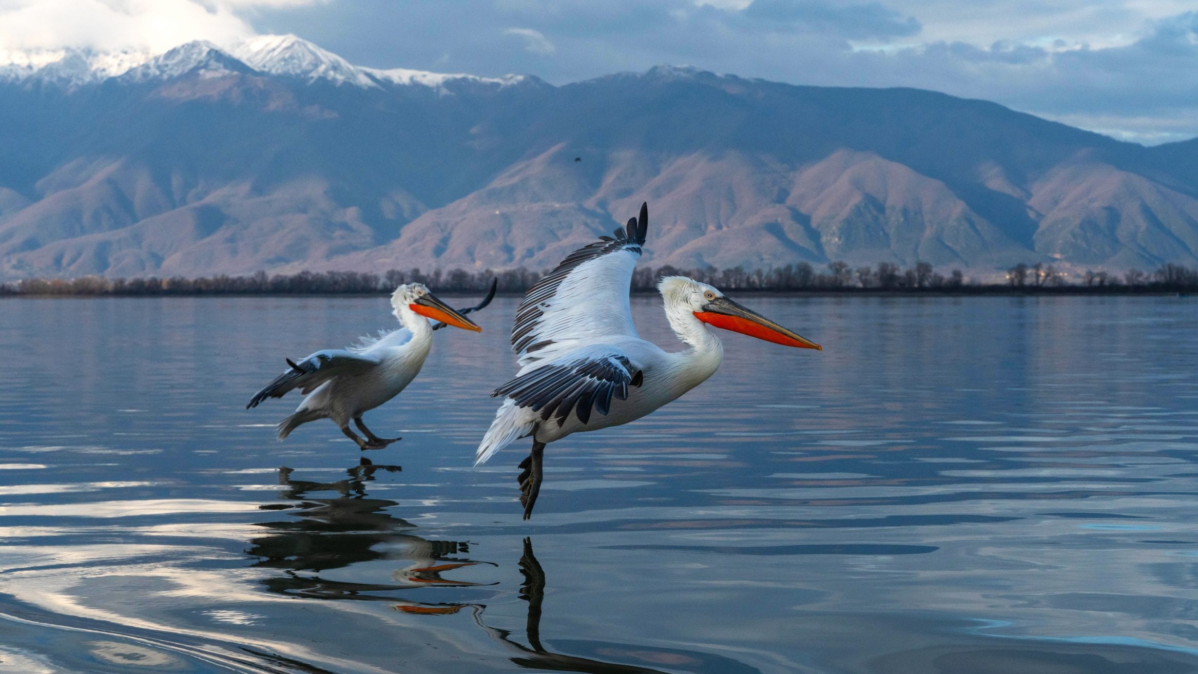 Header2-dalmatian-pelicans.jpg